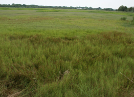 High Saltmarsh